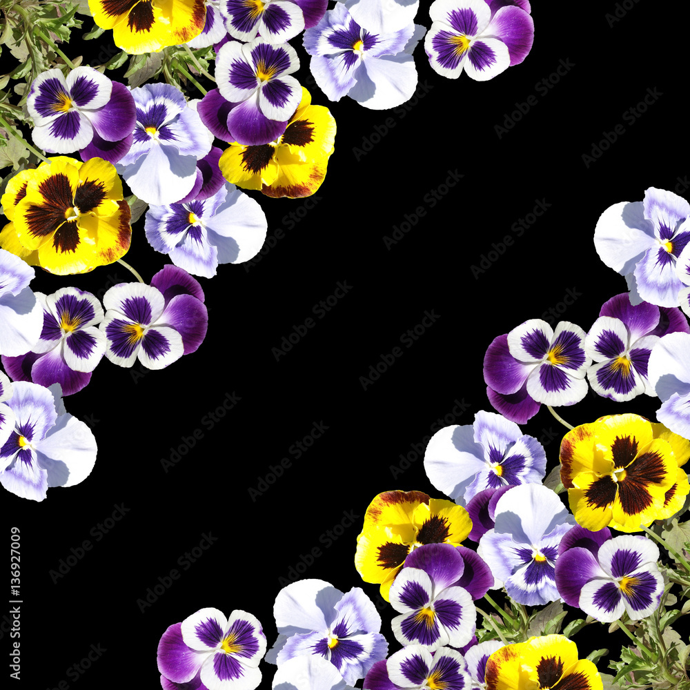 Beautiful floral background of purple and yellow pansies Stock-Foto