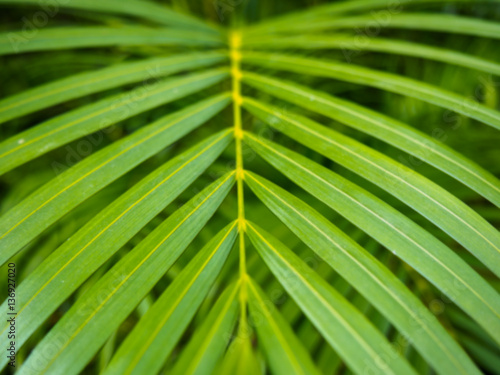 blur green palm leaf background © patana