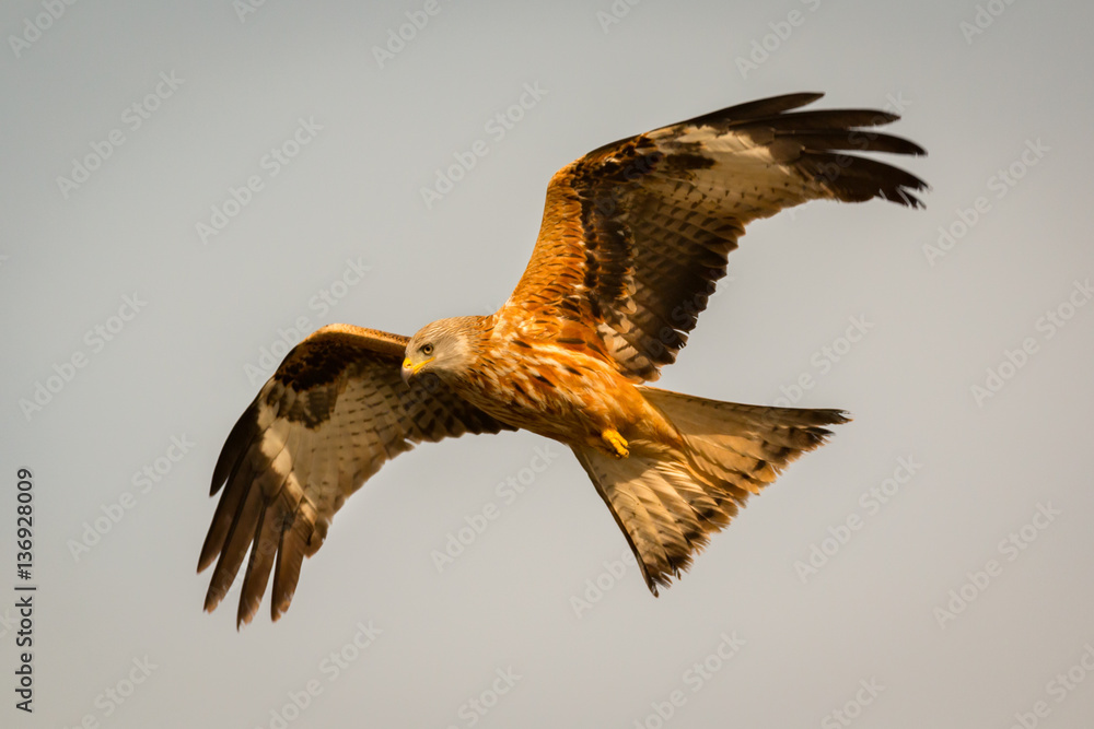 Naklejka premium Awesome bird of prey in flight