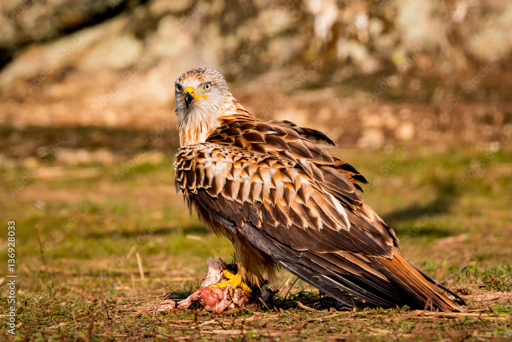 Fototapeta premium Awesome bird in the field with