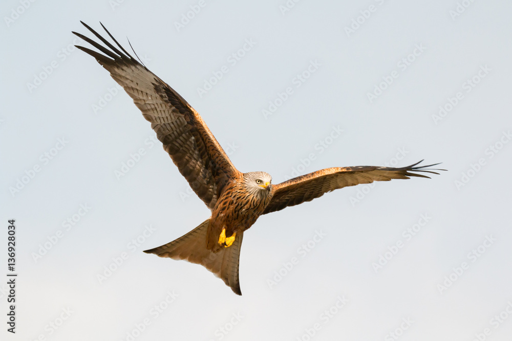 Fototapeta premium Awesome bird of prey in flight