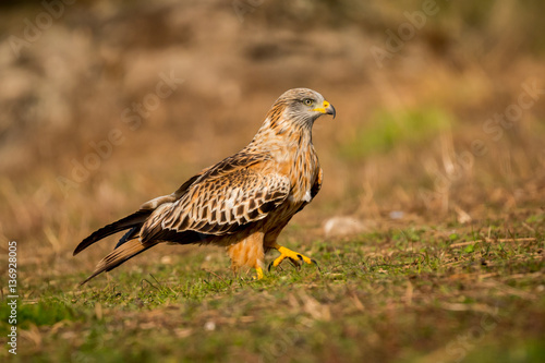 Awesome bird in the field with