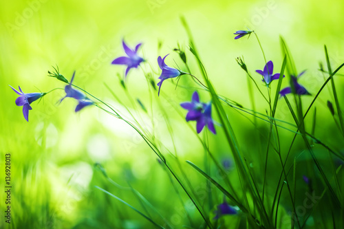 Wildflowers bluebells growing in the grass.