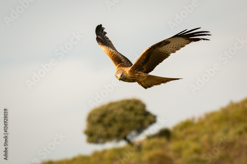 Awesome bird of prey in flight