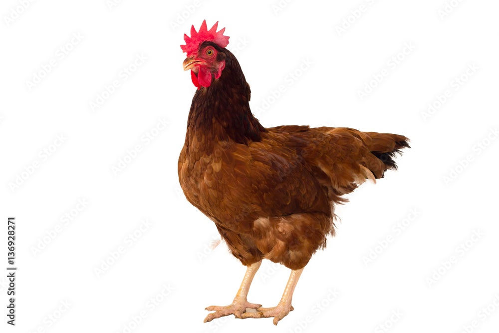 Fototapeta premium brown hen isolated on white, studio shot