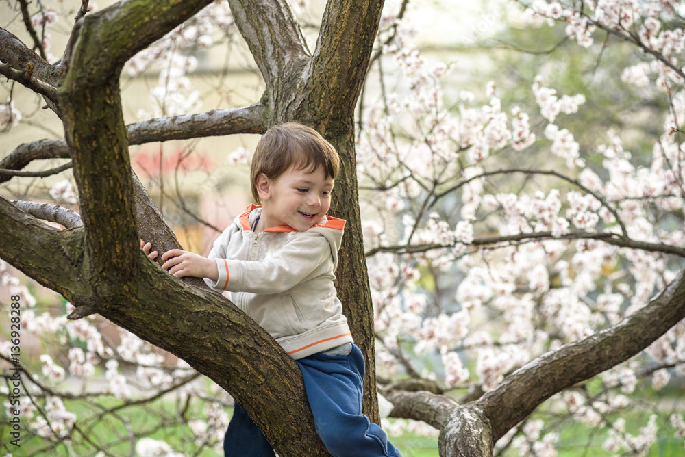toddler boy in spring time near the blossom tree toddler boy in spring time near the blossom tree