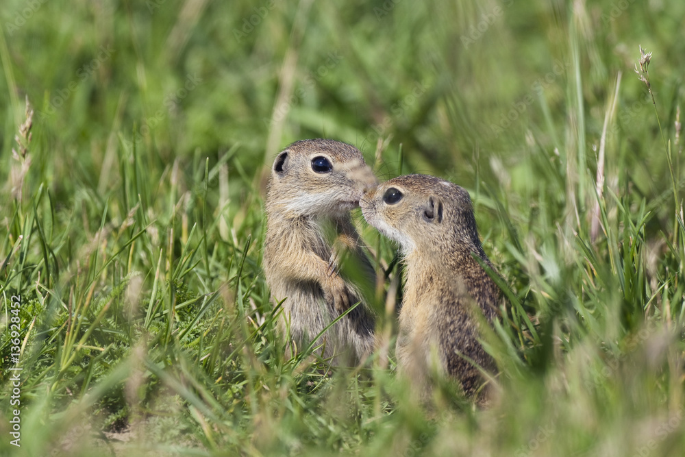 Two young European sousliks (Spermophilus citellus) touching noses, Eastern Slovakia, Europe, June 2009 Two young European sousliks (Spermophilus citellus) touching noses, Eastern Slovakia, Europe, June 2009