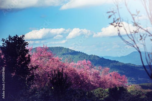 background nature Flower Valentine. Prunus cerasoides. Mountain