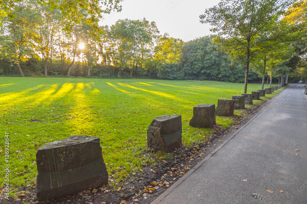 Germany, Cologne - sunlight through the trees