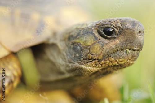 Greek tortoise (Testudo graeca ibera) head portrait, Lake Kerkini, Macedonia, Greece, May 2009 photo