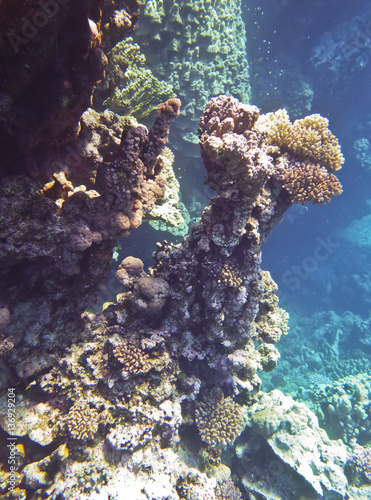 Sataya coral 2