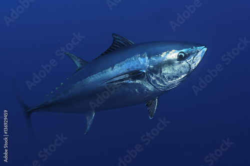 Atlantic bluefin tuna (Thunnus thynnus) portrait, captive, Malta, Mediteranean, May 2009 photo