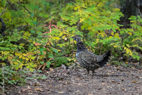 Close up of a Spruce Grouse in the undergrowth  X Lake trail  Talkeetna  Alaska