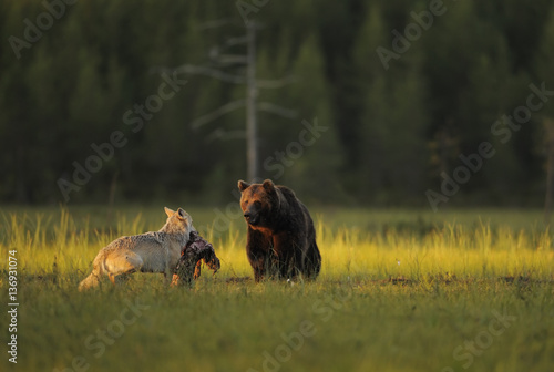 European grey wolf interacting with European brown bear 