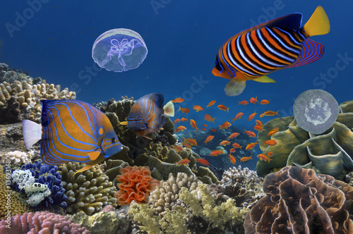 Underwater image of coral reef and tropical fishes