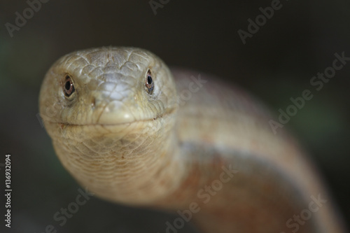 European glass lizard (Pseudopus apodus) Western Peloponnesee, The Peloponnese, Greece, May 2009 photo