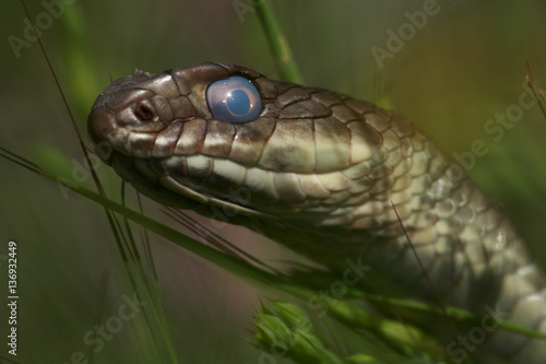Montpellier snake (Malpolon monspessulanus) shortly before shedding its skin, The Peloponnese, Greece, May 2009