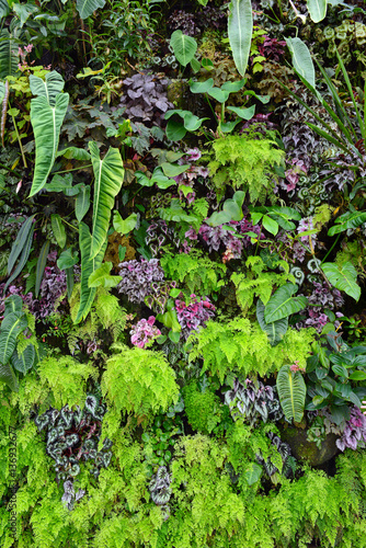 Background of green plants in rainforest