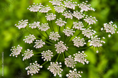 Alpine lovage (Ligusticum mutellina) flower head, Triglav National Park, Slovenia, June 2009