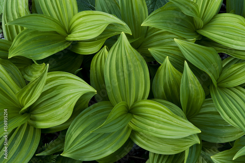 False hellebores (Veratrum sp) Triglav National Park, Julian Alps, Slovenia, July 2009