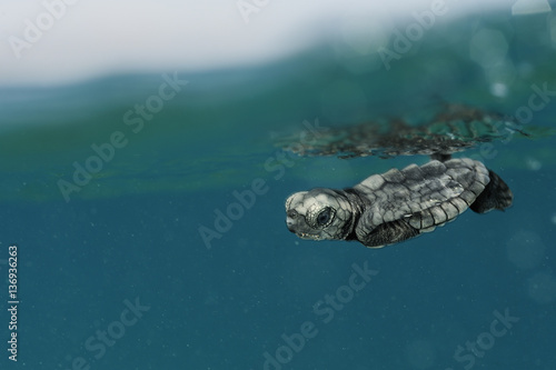 Newly hatched Loggerhead turtle (Caretta caretta) with its front flippers pressed tight to the marginal scutes of its carapace to avoid predation, Dalyan Delta, Turkey, August 2009