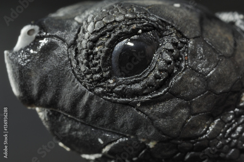 Fototapeta Newly hatched Loggerhead turtle (Caretta caretta) showing egg tooth used to brea