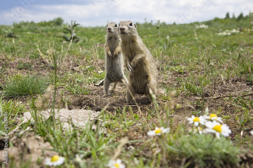 Two European sousliks (Spermophilus citellus) standing alert, Slovakia, June 2008 photo