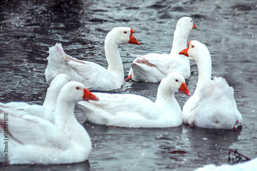 Wallpaper Mural bird, swan, animal, lake Torontodigital.ca