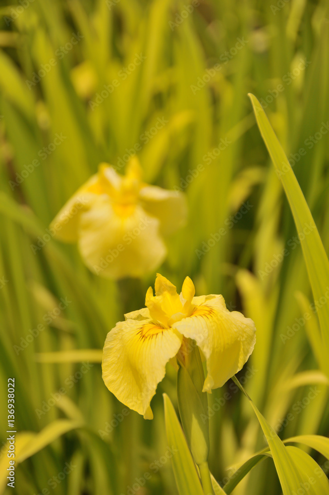 Iris_花菖蒲(4) Iris_花菖蒲(4)