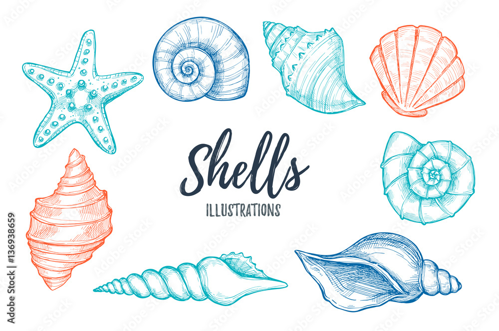 Hand drawn vector illustrations - collection of seashells. Mari Hand drawn vector illustrations - collection of seashells. Mari