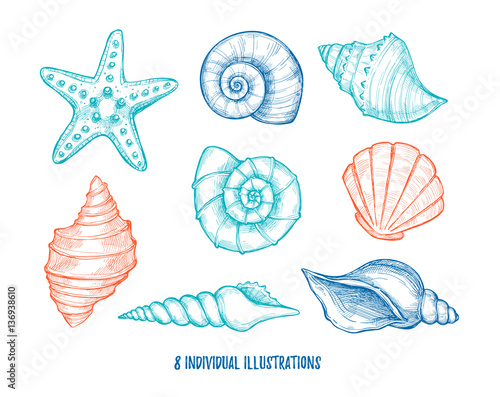Hand drawn vector illustrations - collection of seashells.  Mari