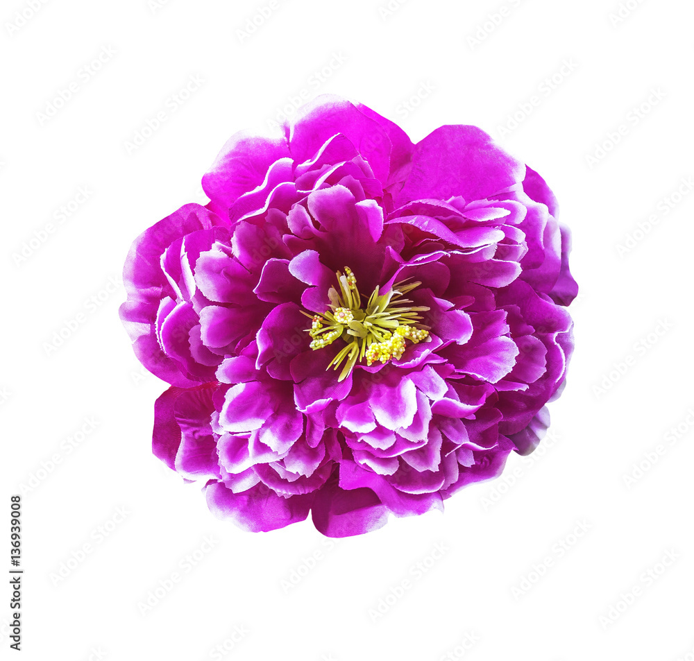 Magenta artificial flower isolated