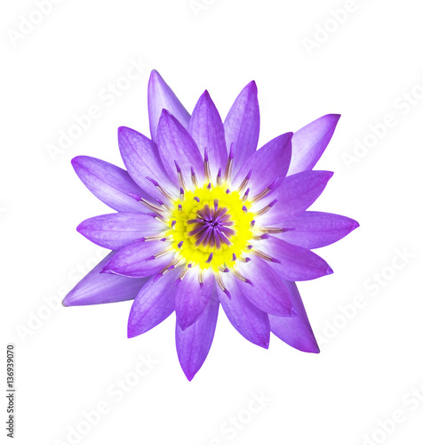 Magenta lotus flower isolated
