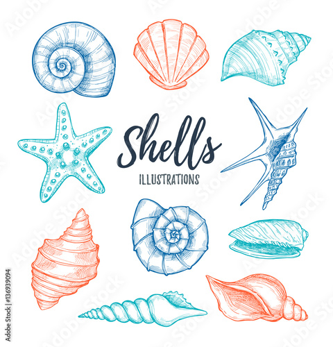 Hand drawn vector illustrations - collection of seashells.  Mari