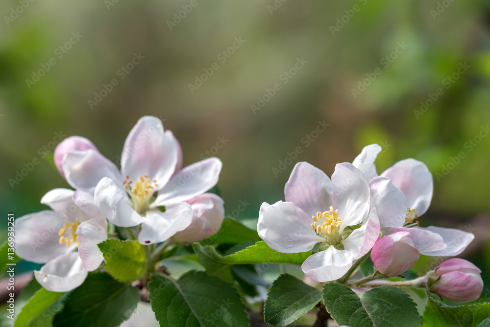 Beautiful blooming apple tree in spring Beautiful blooming apple tree in spring
