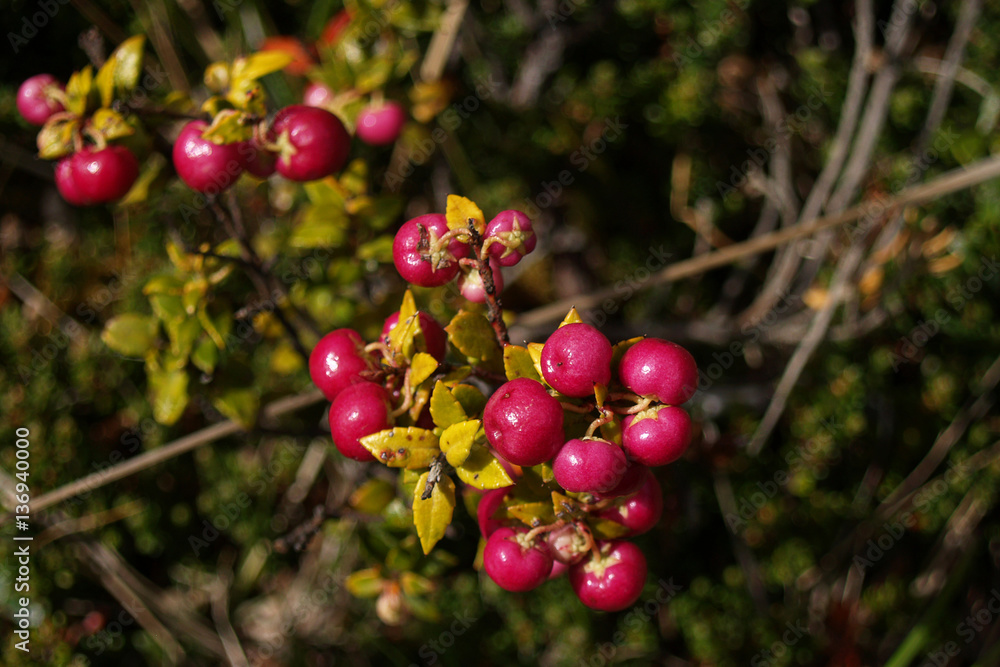 Obraz premium Pink calafate berries