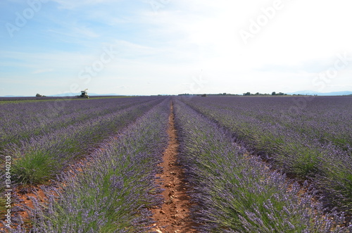 Lavander fields