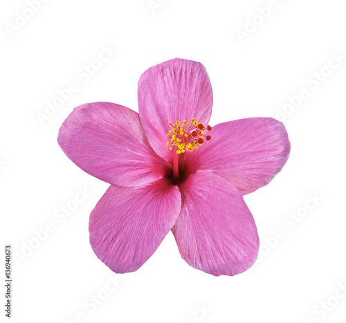 Pink hibiscus on white