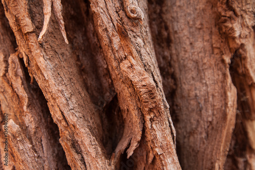 Bark of tree. Natural Bridges National Monument in winter, USA