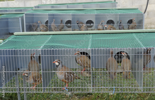 Red legged partridge (Alectoris rufa) farmed for reintroductions into rewilding area, Portugal photo