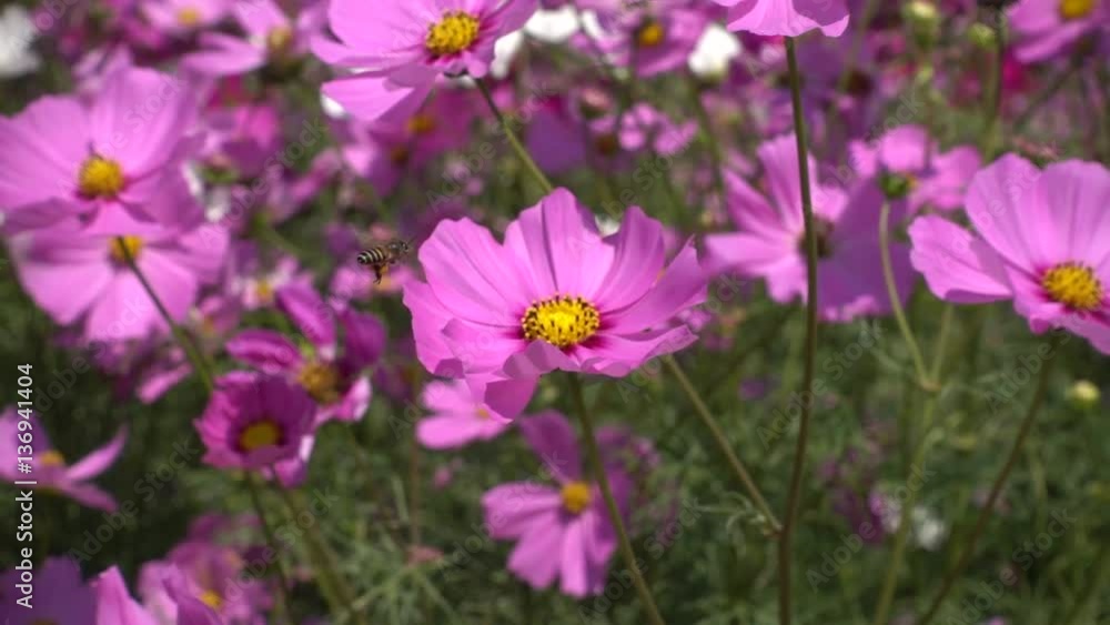 bee hovering over pink flower bed under strong gusty wind, shot in slow motion 250p. bee hovering over pink flower bed under strong gusty wind, shot in slow motion 250p.