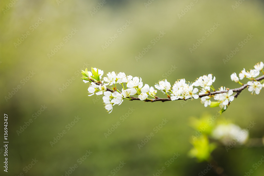 Obraz premium Plum flowers at Moc chau town