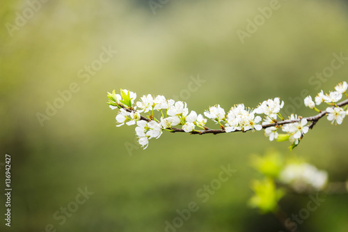 Plum flowers at Moc chau town