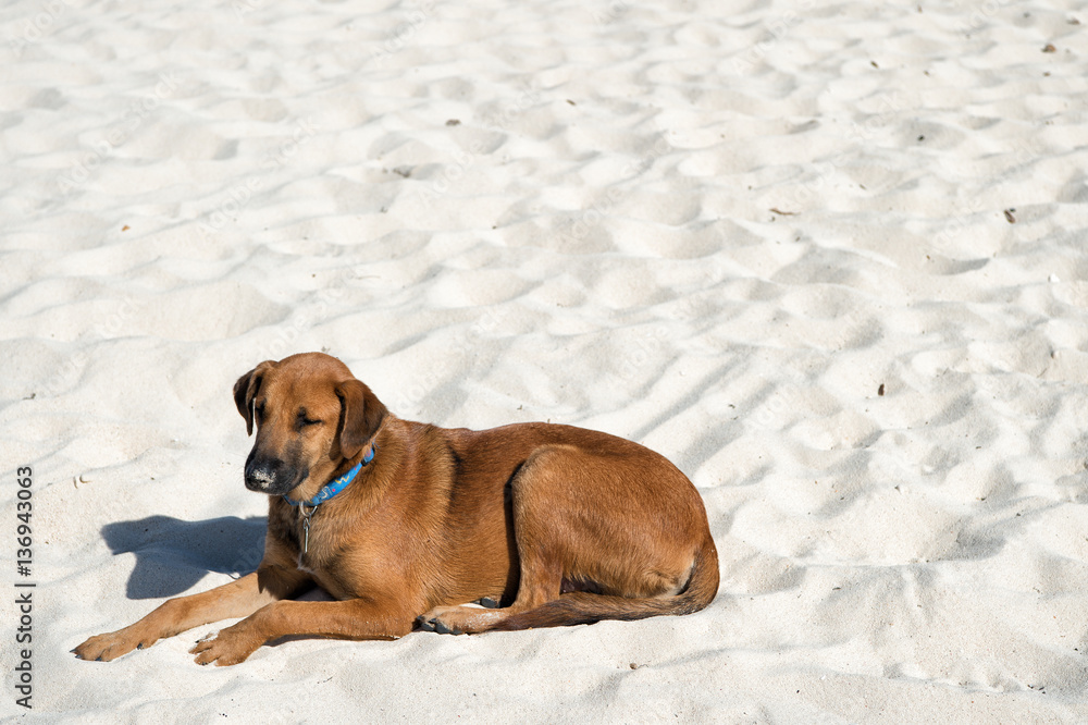 Brown dog on laying on white beach sand