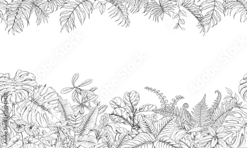 Tropical Plants Line Horizontal Pattern
