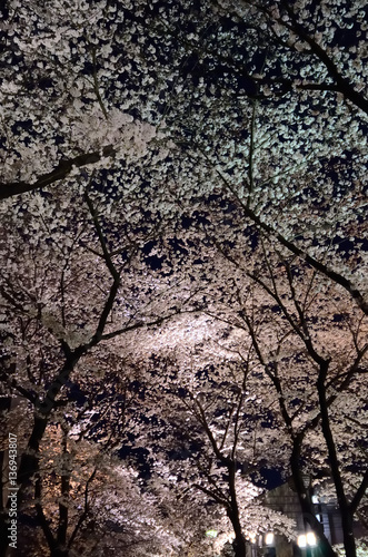 Illuminated cherry blossom, Kyoto Japan 桜ライトアップ 京都