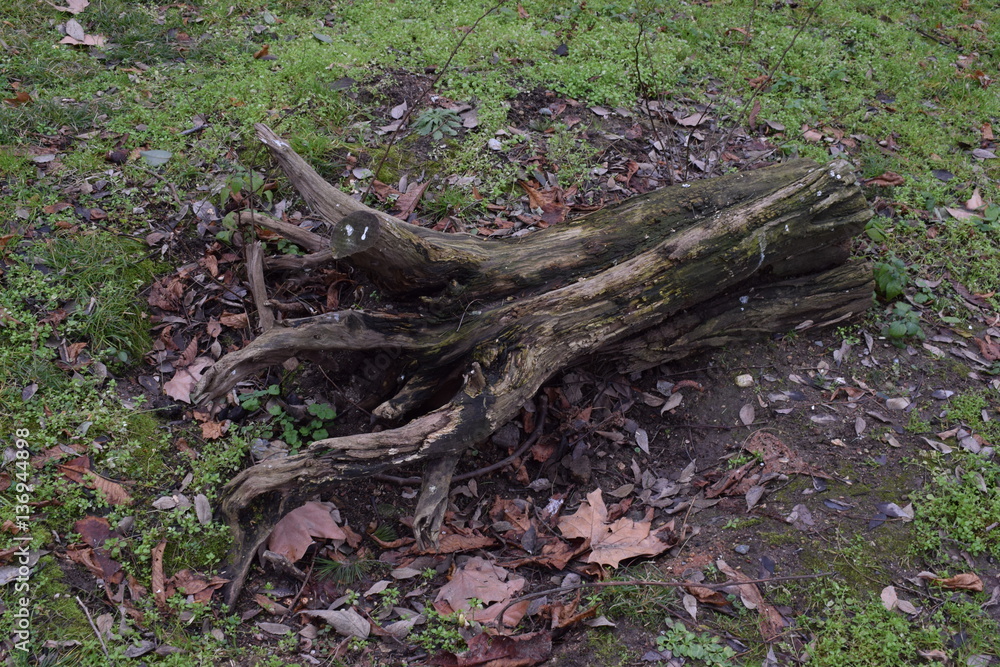 Cutted tree Cutted tree