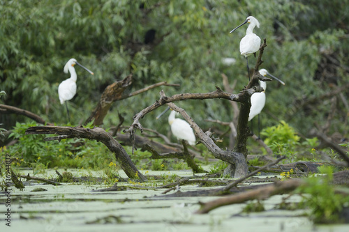 White Spoonbills (Platalea leucorodia) resting on half submerged tree, Danube delta rewilding area, Romania May photo