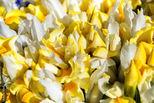 Fototapeta Naklejka Na Ścianę i Meble -  beautiful flowers yellow color as natural background