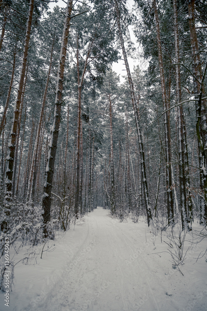 Snowy Trees in the Winter Forest
